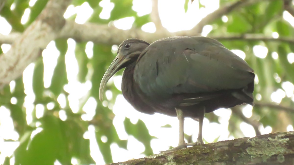 Green Ibis - ML643201794