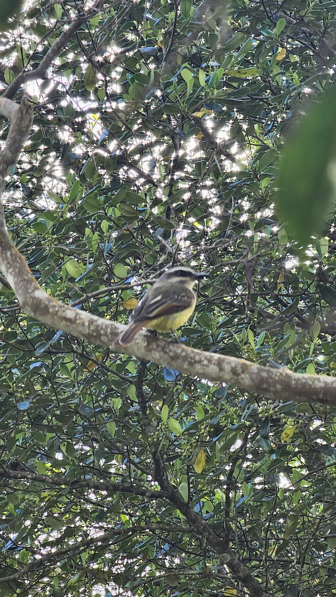 Golden-bellied Flycatcher - ML643201798