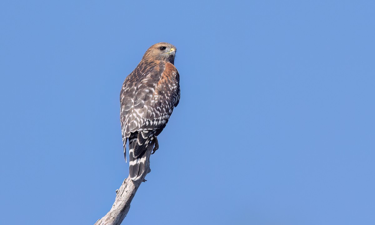 Red-shouldered Hawk (elegans) - ML643201799
