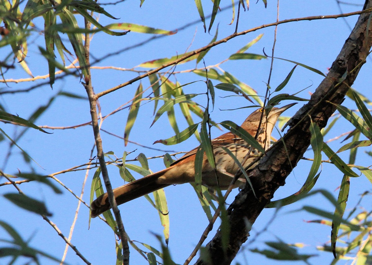 Brown Thrasher - ML643201806