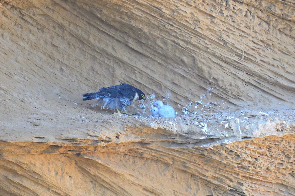 Peregrine Falcon - ML643201818