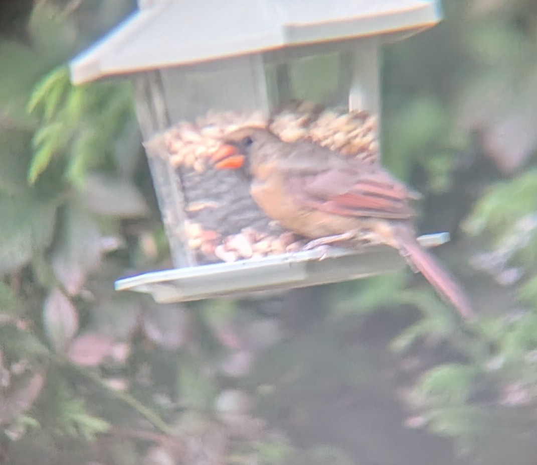 Cardinal rouge - ML643201833