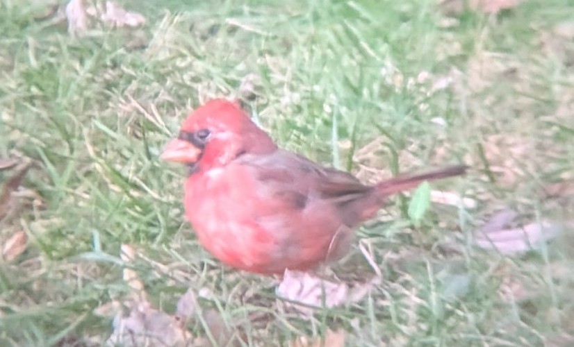 Cardinal rouge - ML643201835