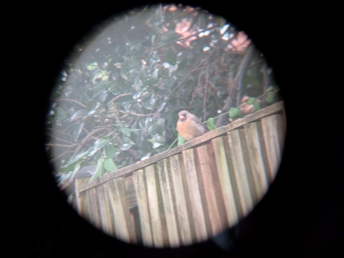 Cardinal rouge - ML643201836