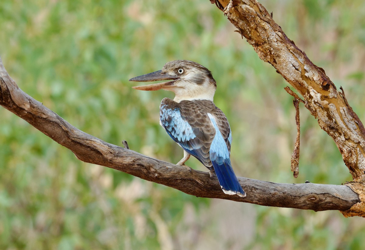 Blue-winged Kookaburra - ML643201857
