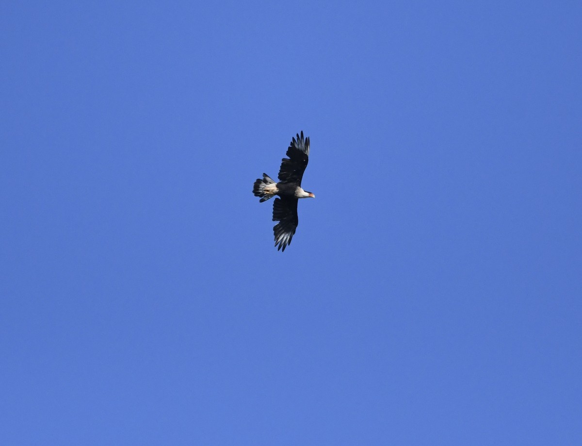 Crested Caracara - ML643201865
