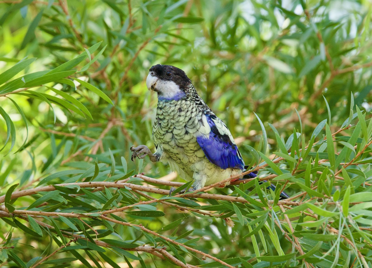 Northern Rosella - ML643201868