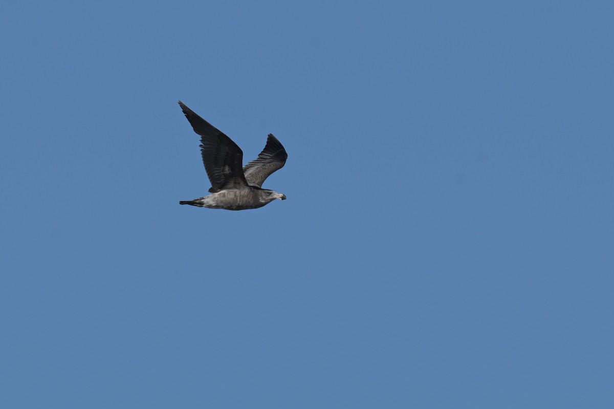 Pacific Gull - ML643201886