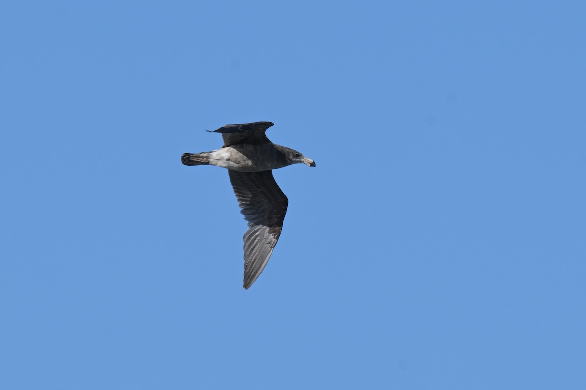 Pacific Gull - ML643201890