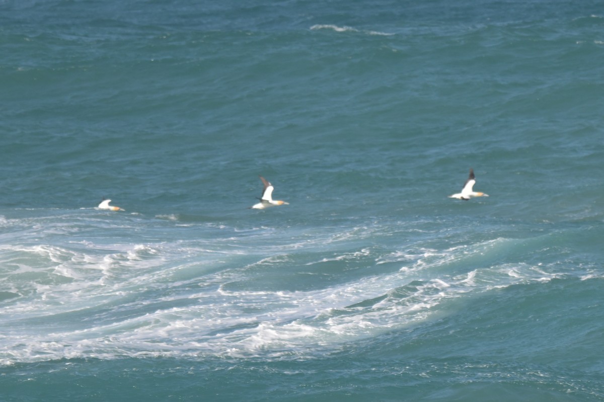 Australasian Gannet - ML643201904