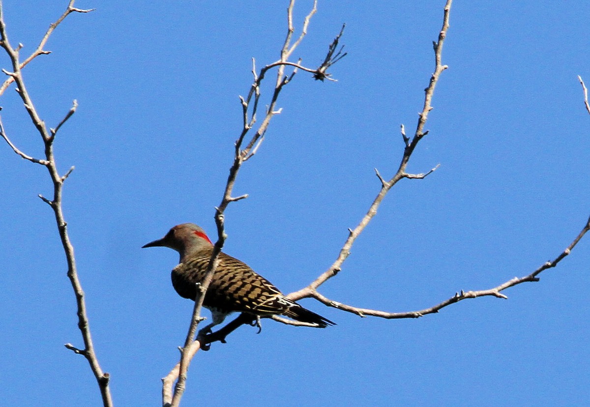Northern Flicker - ML643201905