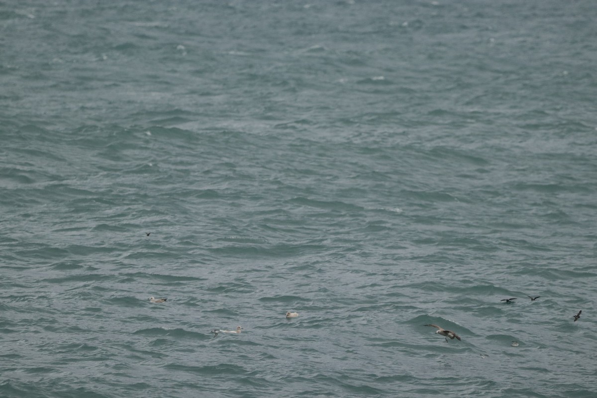 Iceland Gull - ML643201910