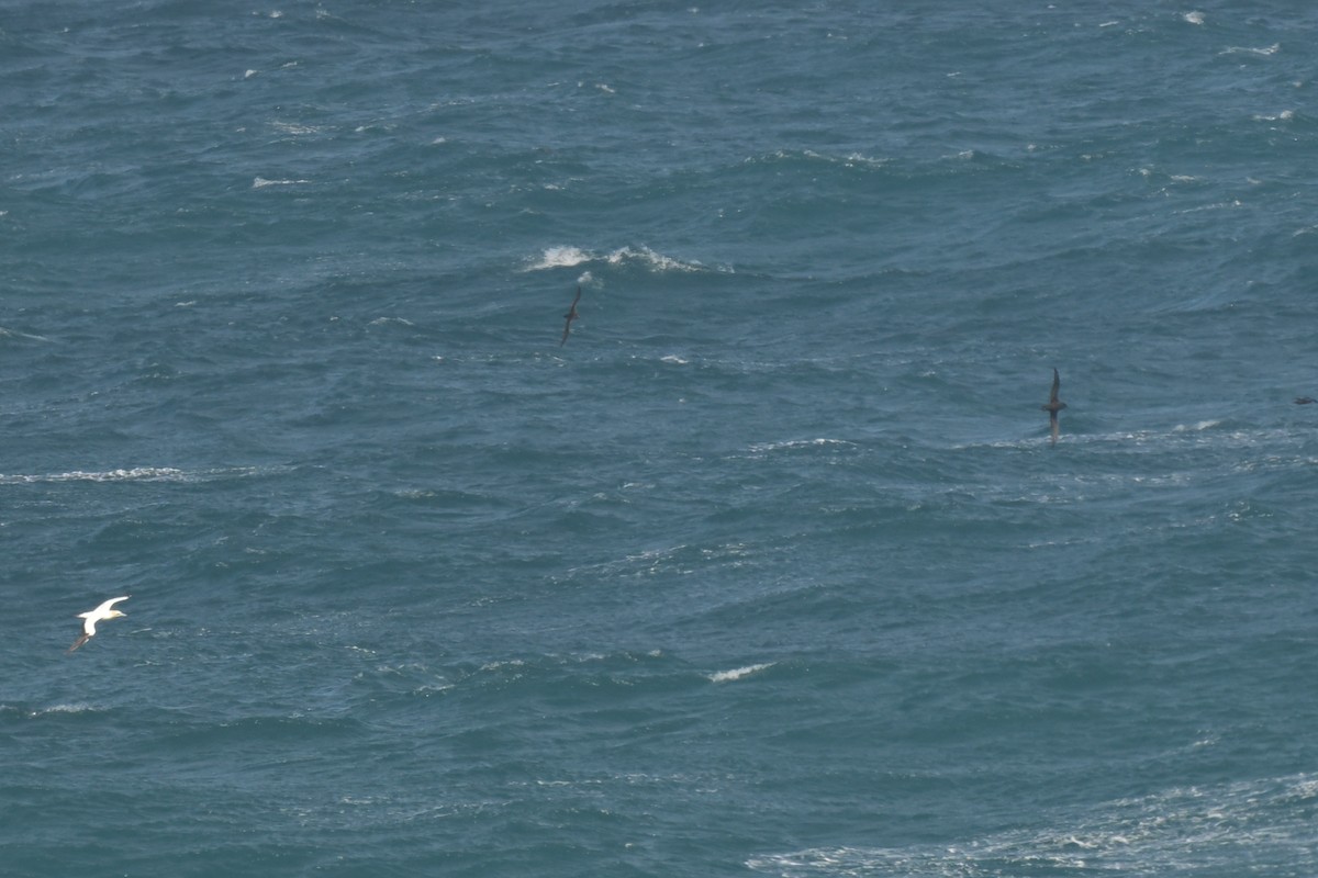 Australasian Gannet - ML643201914