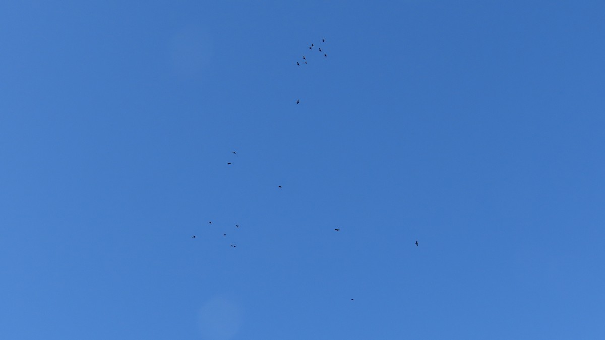 Common Raven - ML643201963