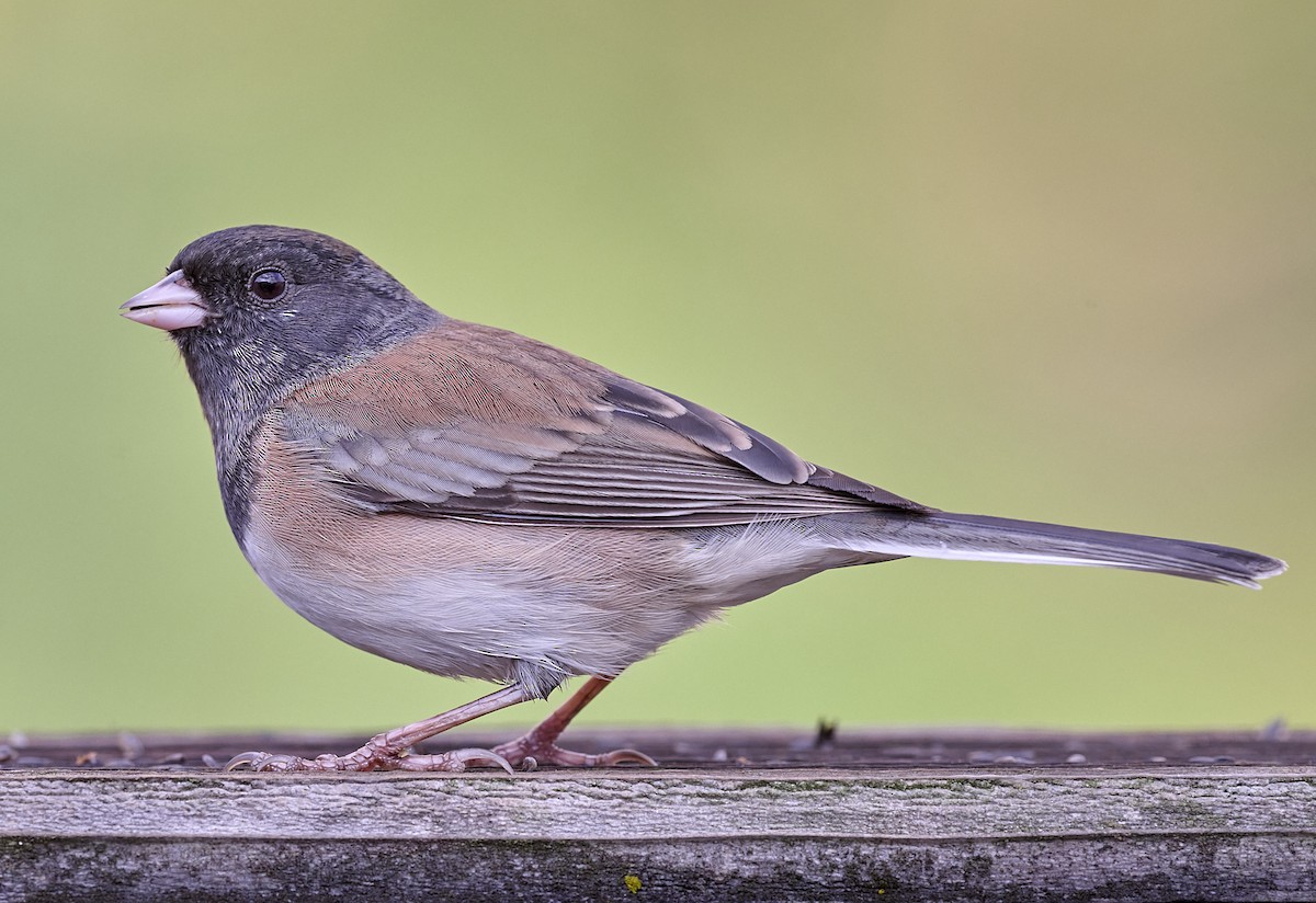 Dark-eyed Junco (Oregon) - ML643201973