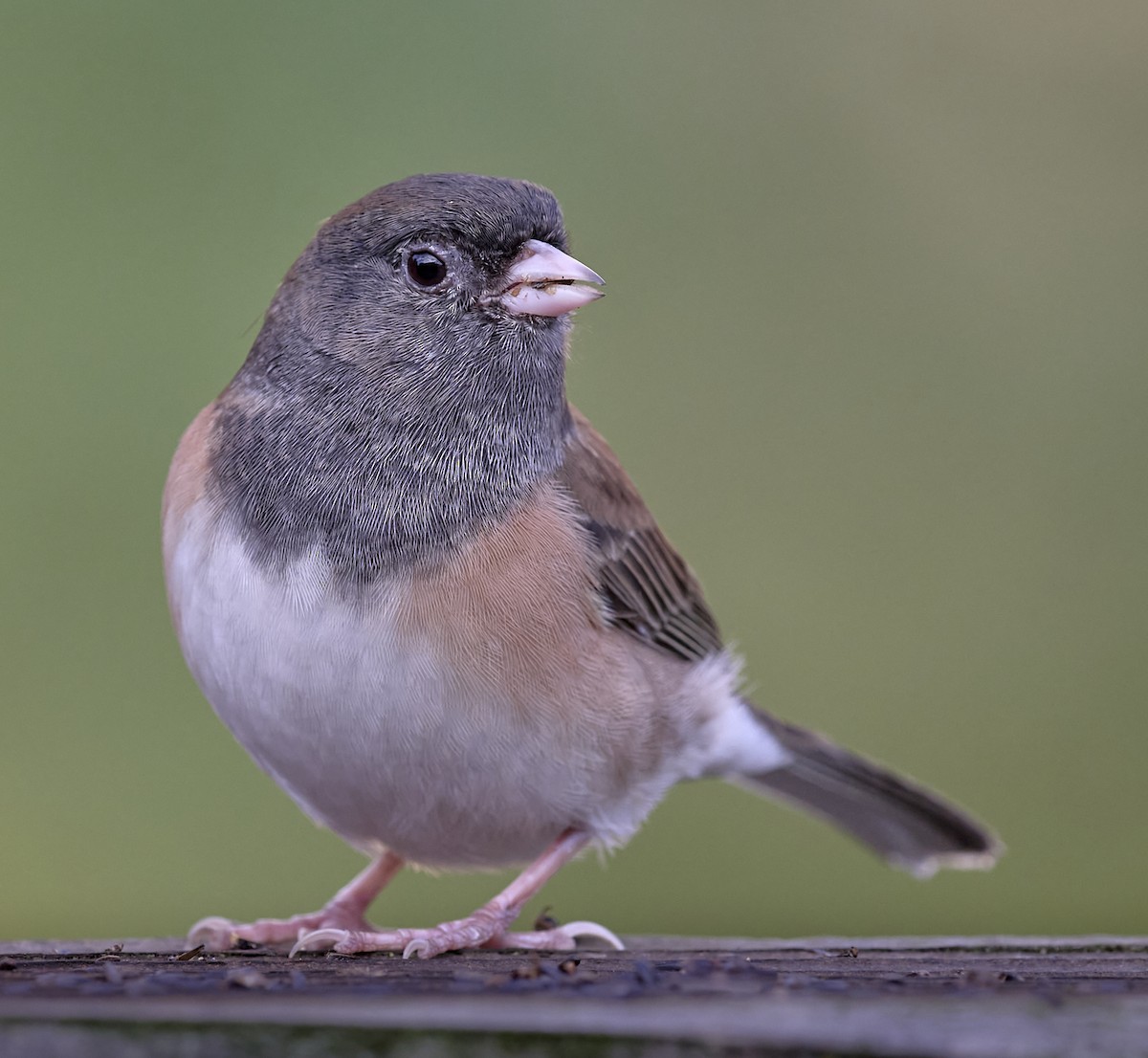 Dark-eyed Junco (Oregon) - ML643201974