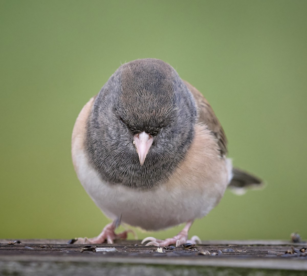 Dark-eyed Junco (Oregon) - ML643201975