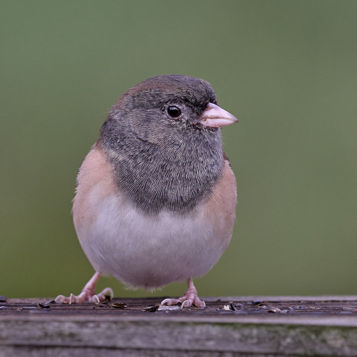 Dark-eyed Junco (Oregon) - ML643201976