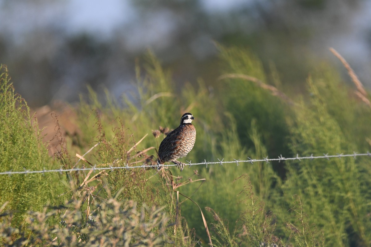 Northern Bobwhite - ML643202001
