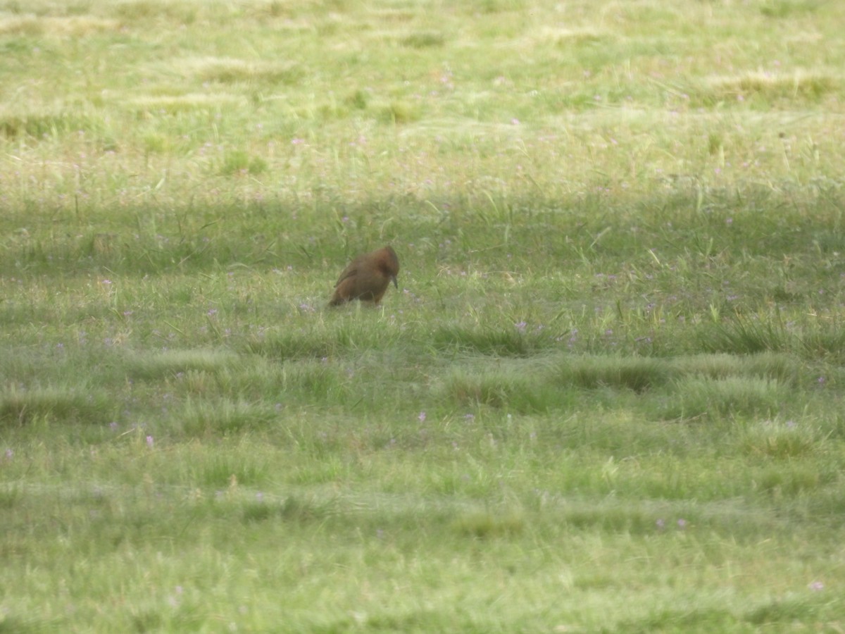 Brown Cacholote - ML643202009