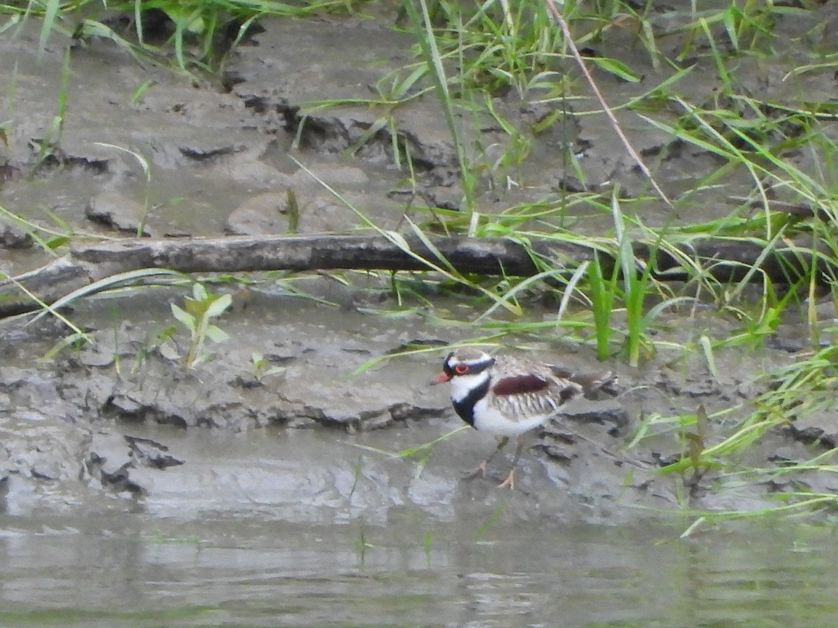 Black-fronted Dotterel - ML643202010