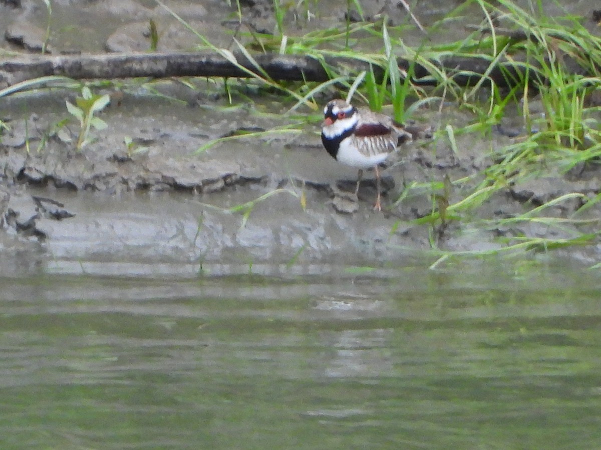 Black-fronted Dotterel - ML643202011