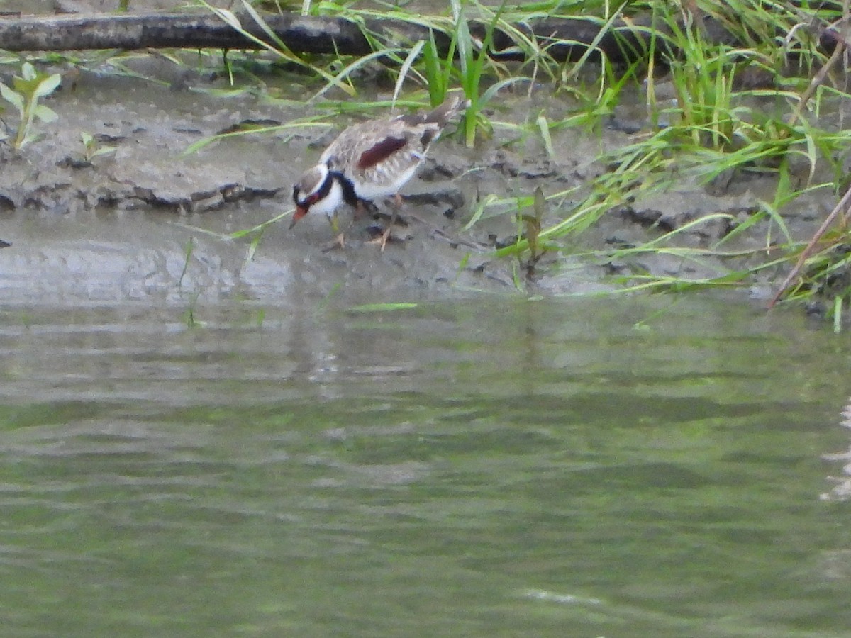 Black-fronted Dotterel - ML643202012