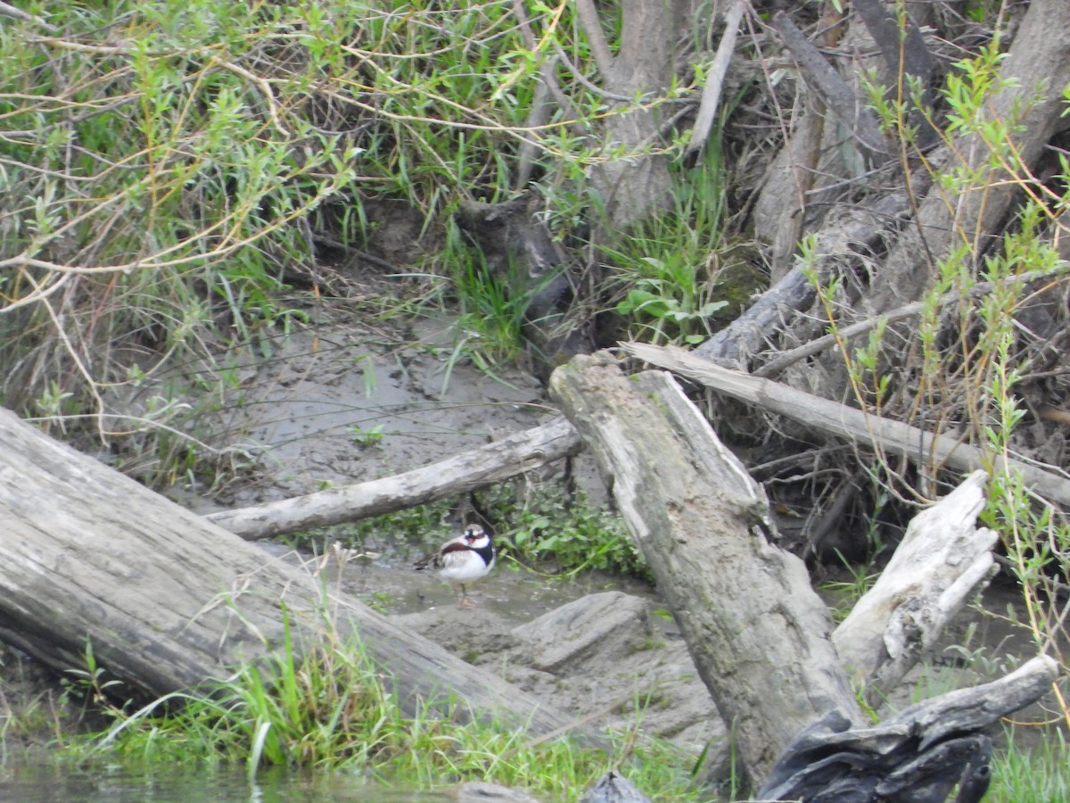 Black-fronted Dotterel - ML643202013
