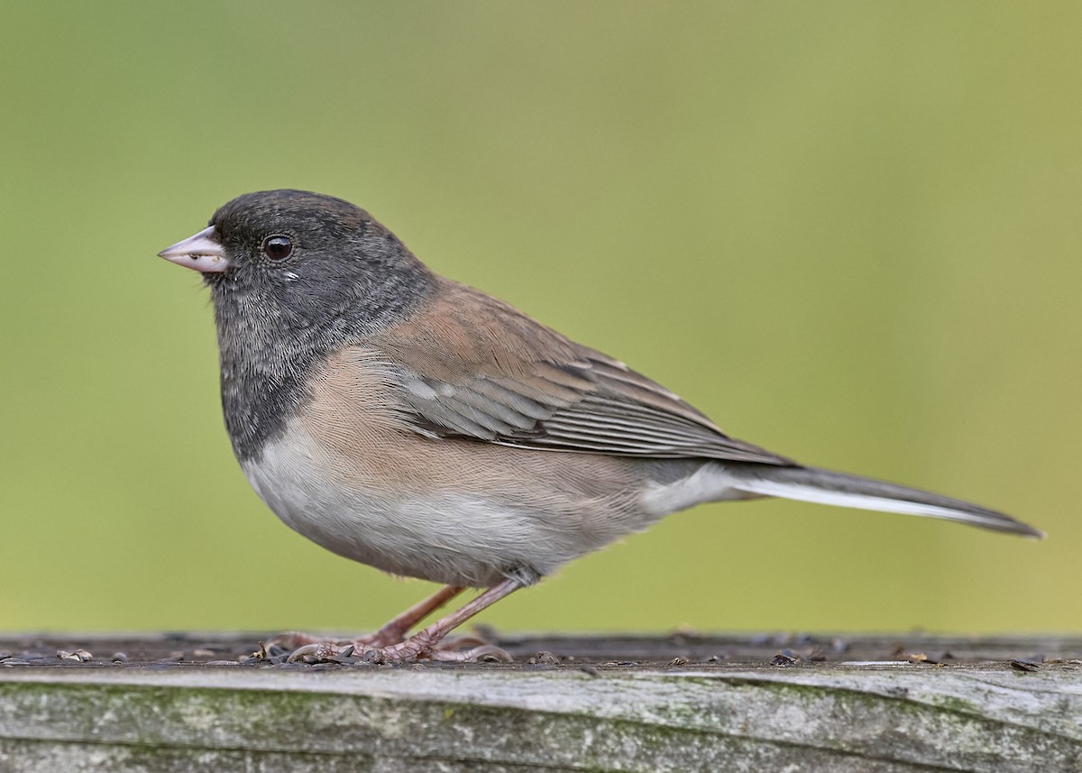 Dark-eyed Junco (Oregon) - ML643202018