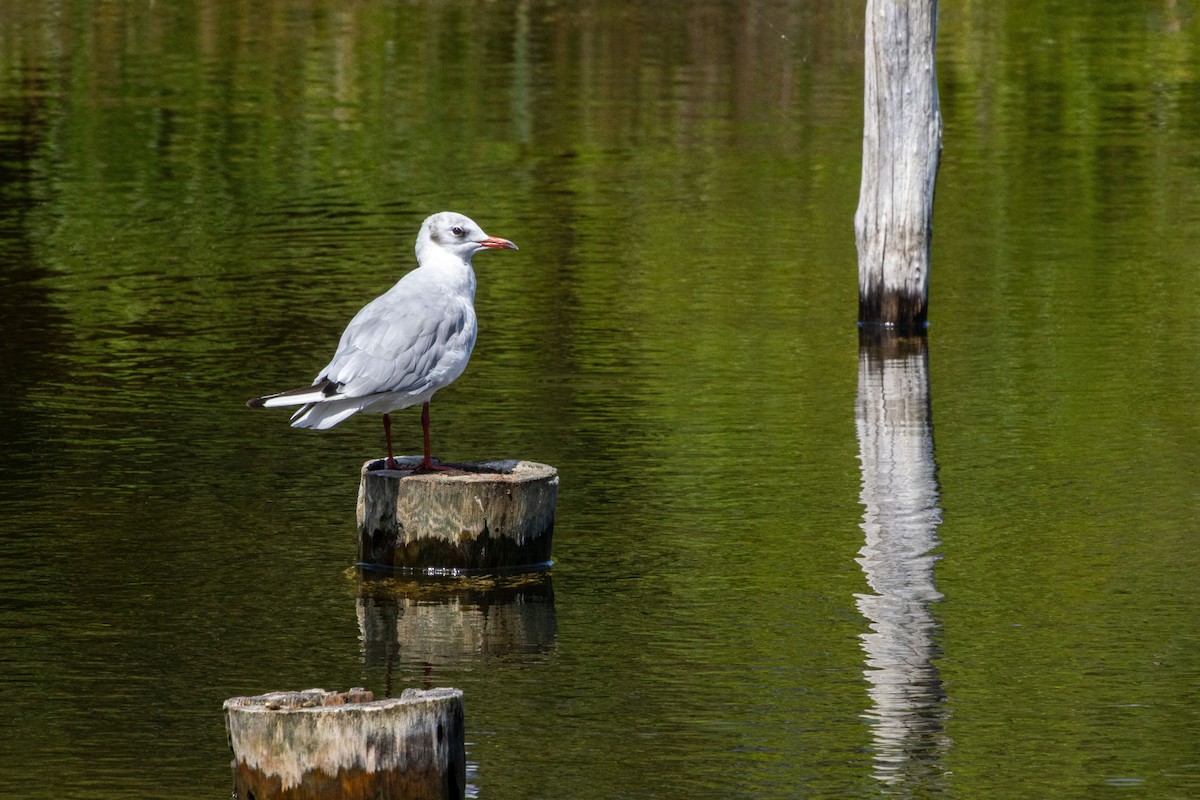 Mouette rieuse - ML643202036