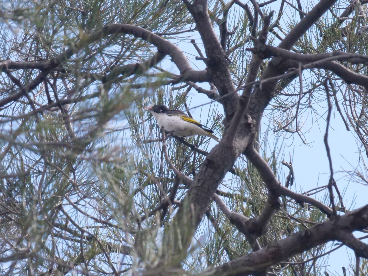 Painted Honeyeater - ML643202045