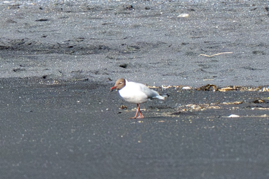 Mouette rieuse - ML643202046