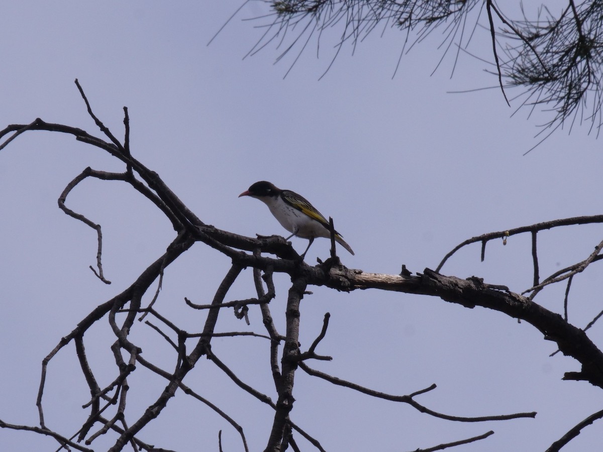 Painted Honeyeater - ML643202047