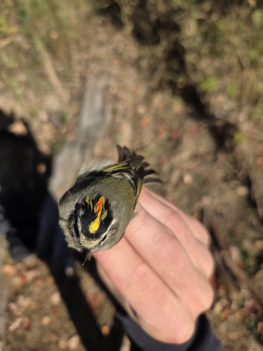 Golden-crowned Kinglet - ML643202063