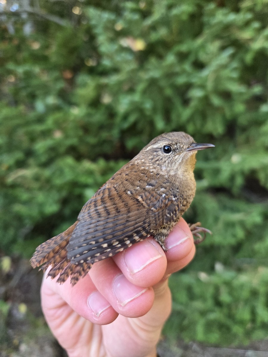 Winter Wren - ML643202075