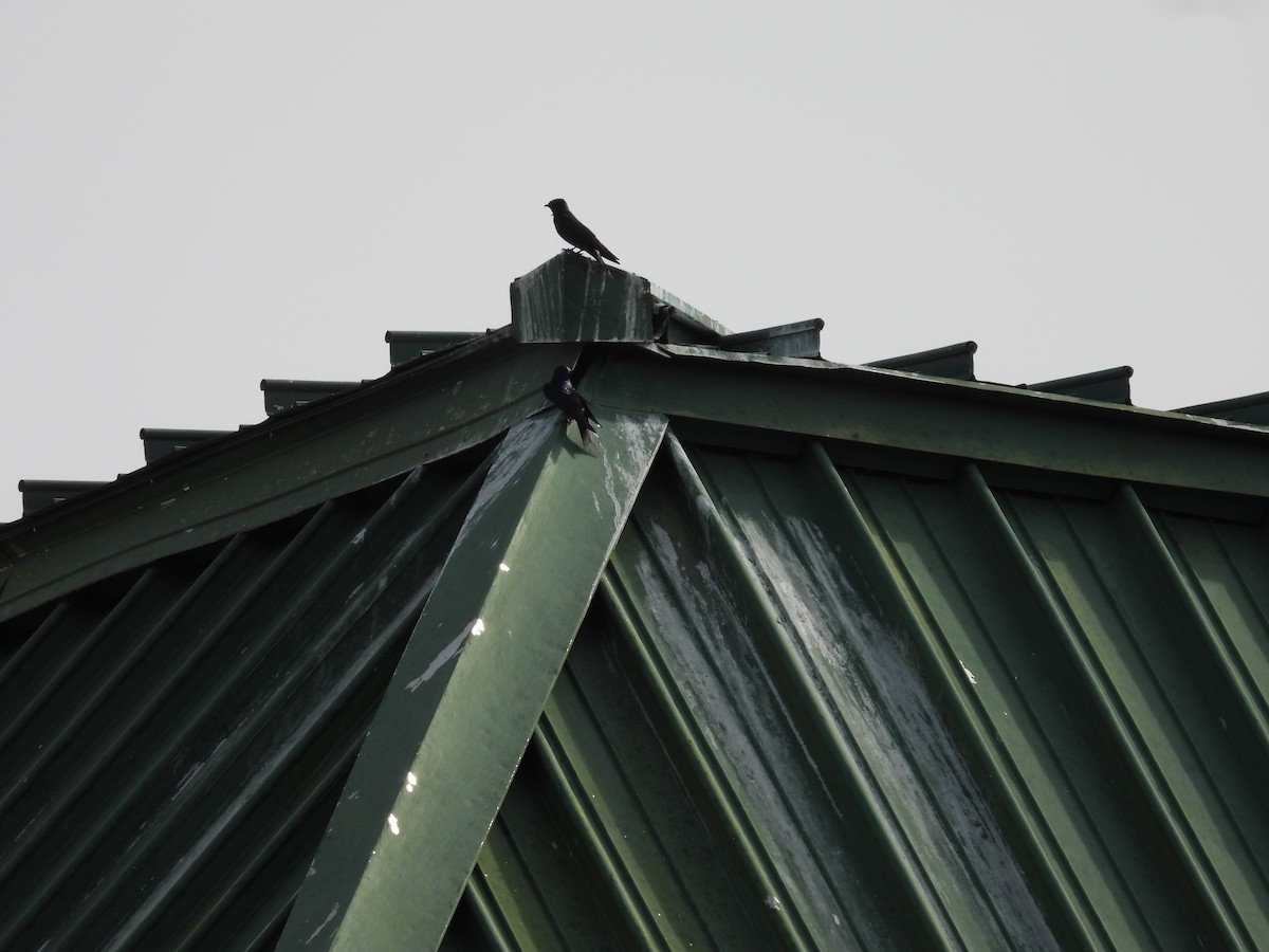 Southern Martin - ML643202077