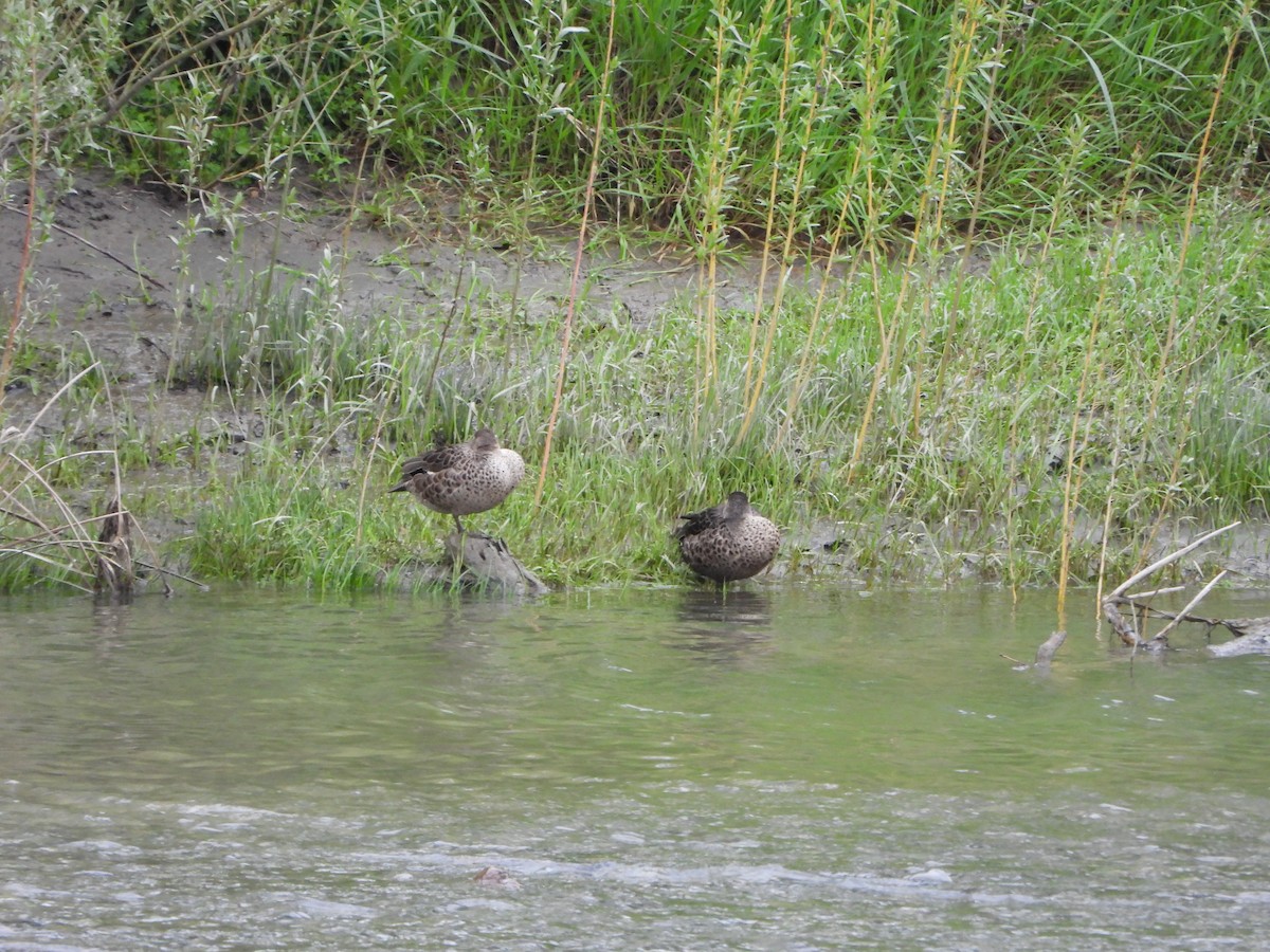 Gray Teal - ML643202088