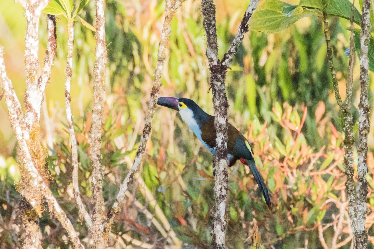 Black-billed Mountain-Toucan - ML643202090