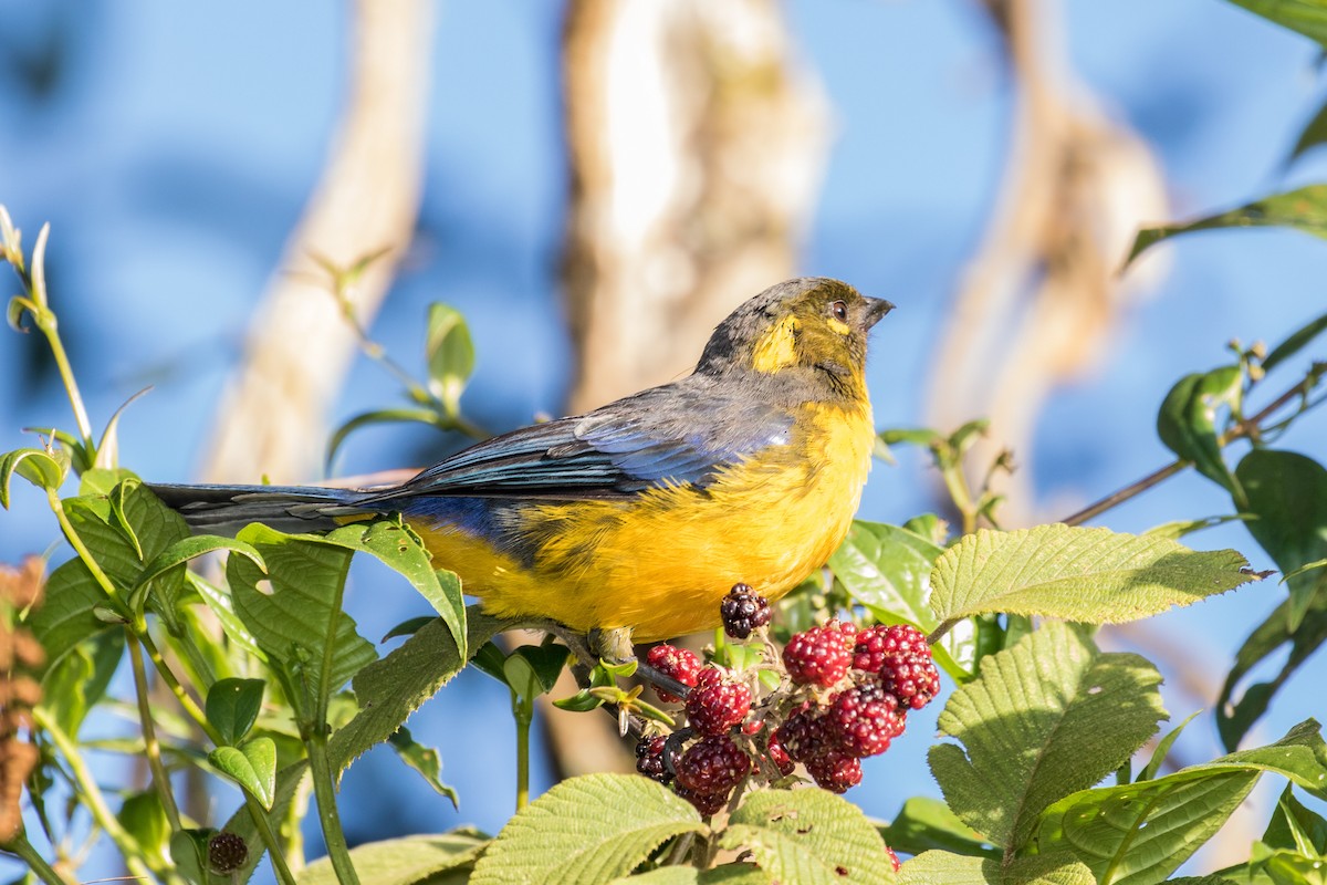 Lacrimose Mountain Tanager - ML643202096