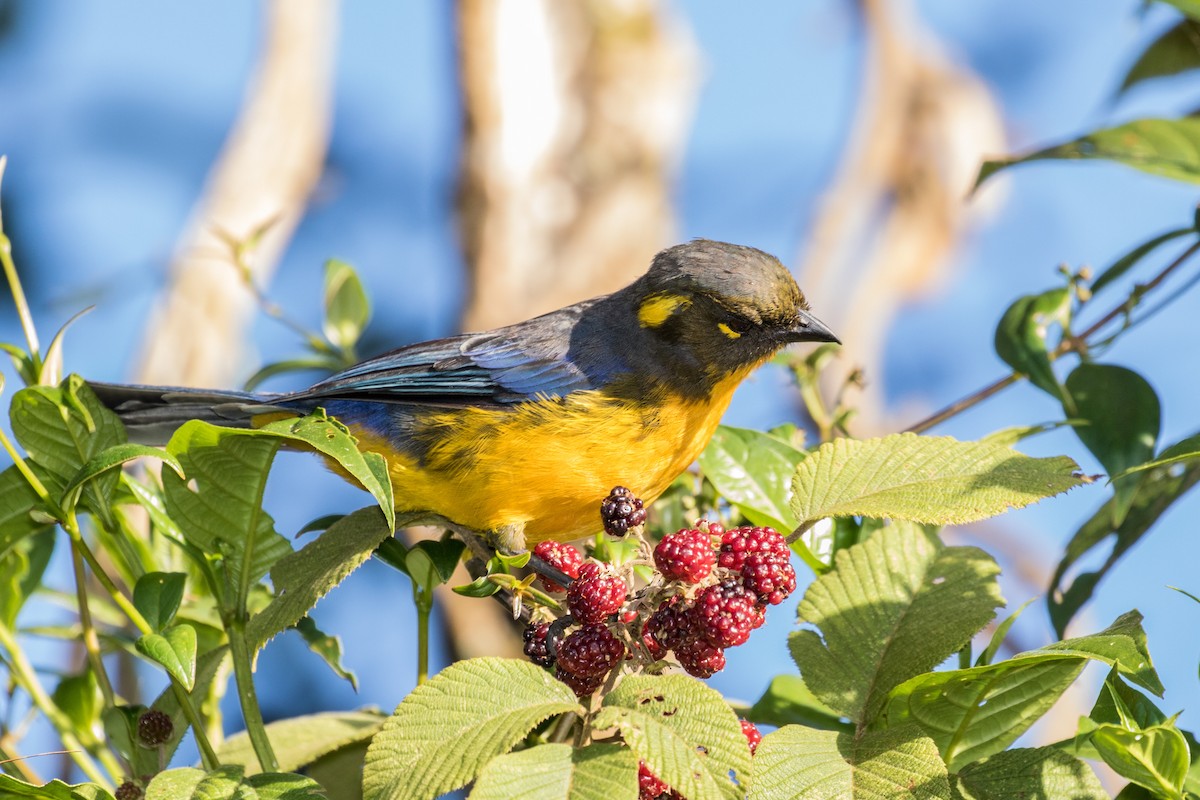 Lacrimose Mountain Tanager - ML643202097