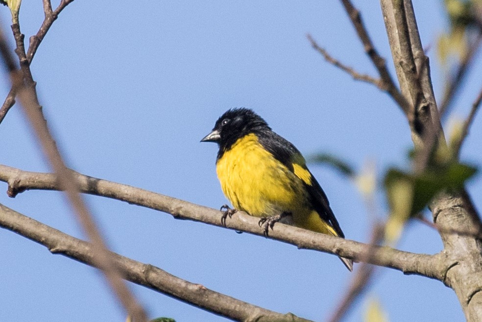 Yellow-bellied Siskin - ML643202116