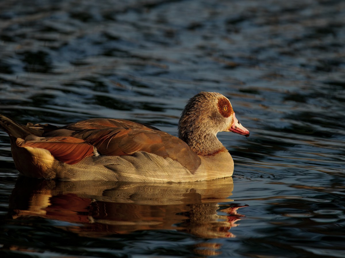 Egyptian Goose - ML643202118