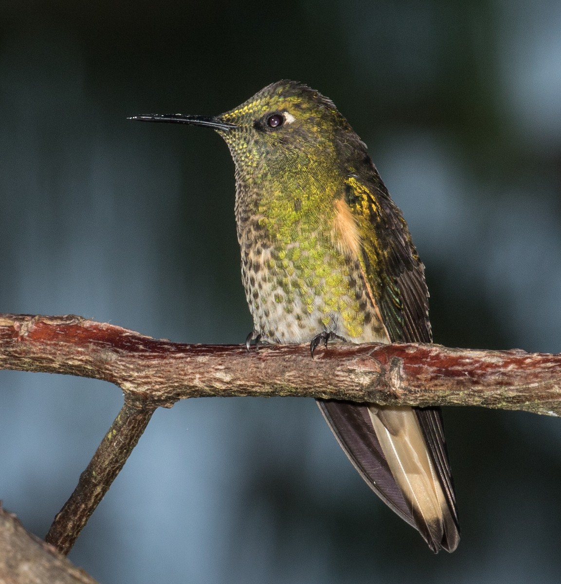 Buff-tailed Coronet - ML643202125