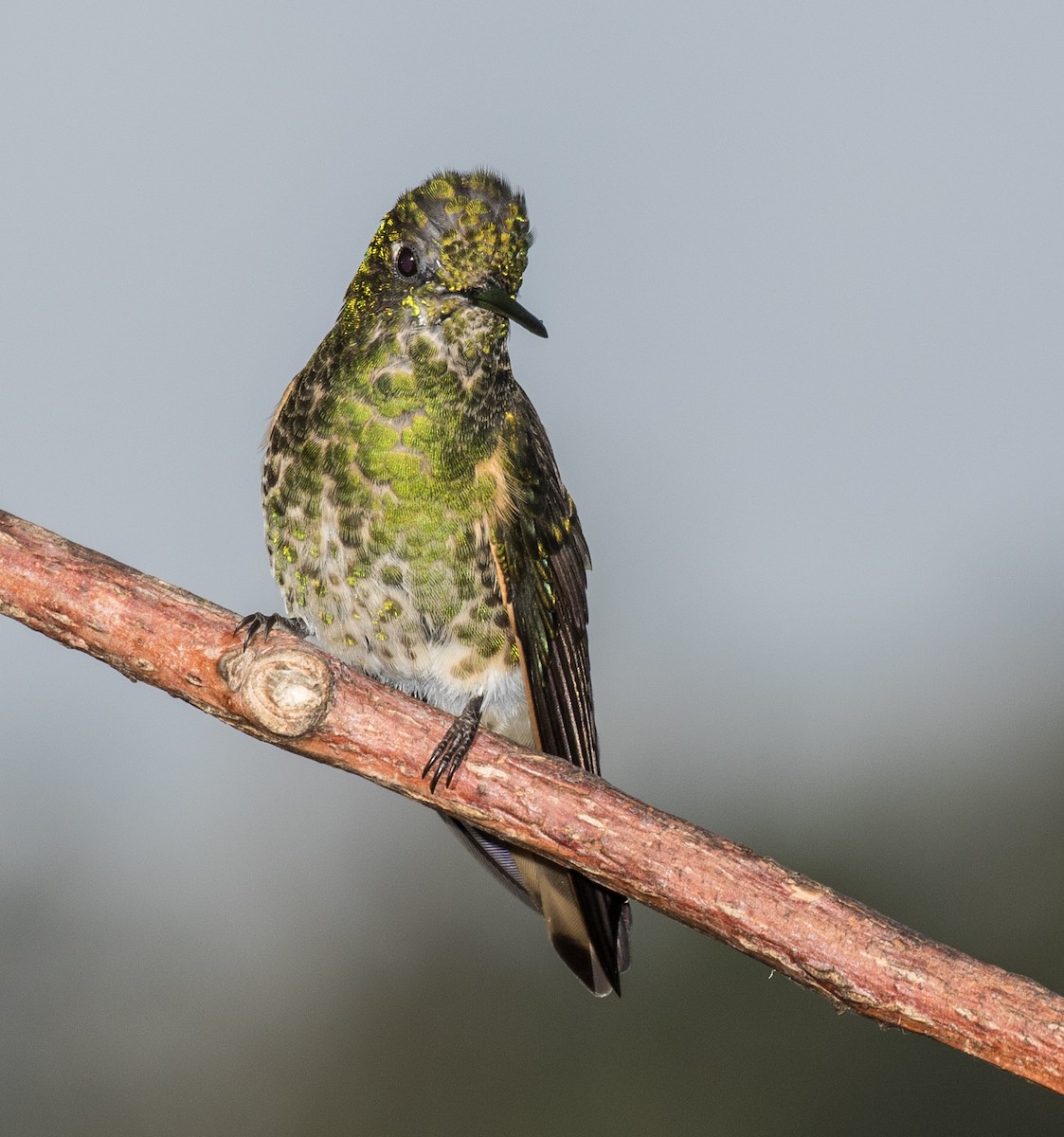 Buff-tailed Coronet - ML643202126