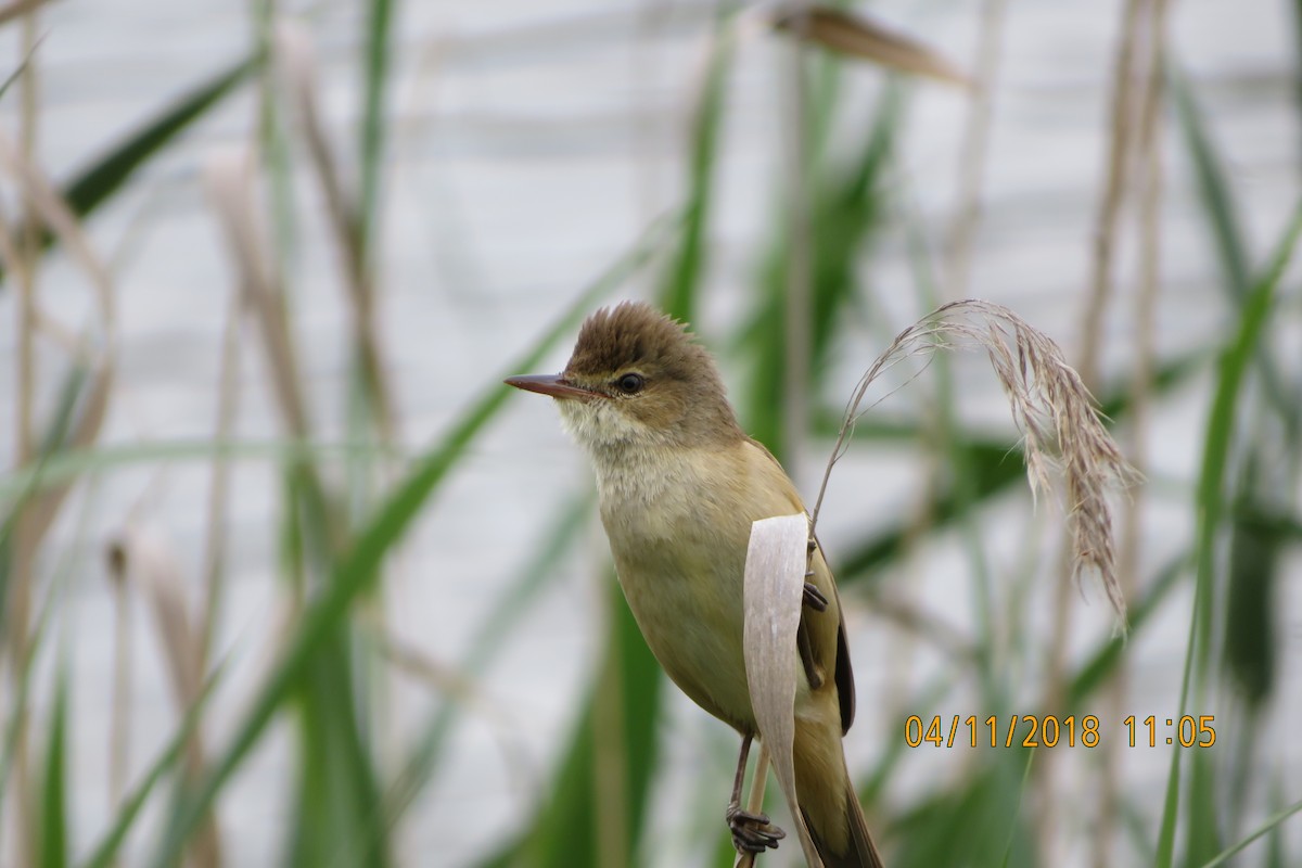 Australian Reed Warbler - ML643202129