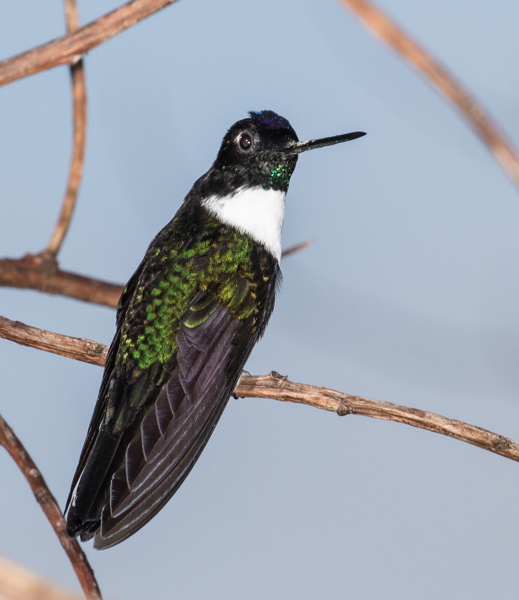 Collared Inca - ML643202138