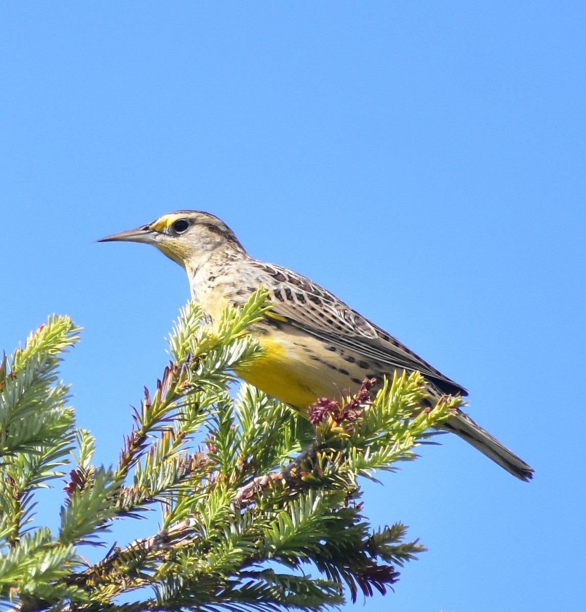 Western Meadowlark - ML643202158