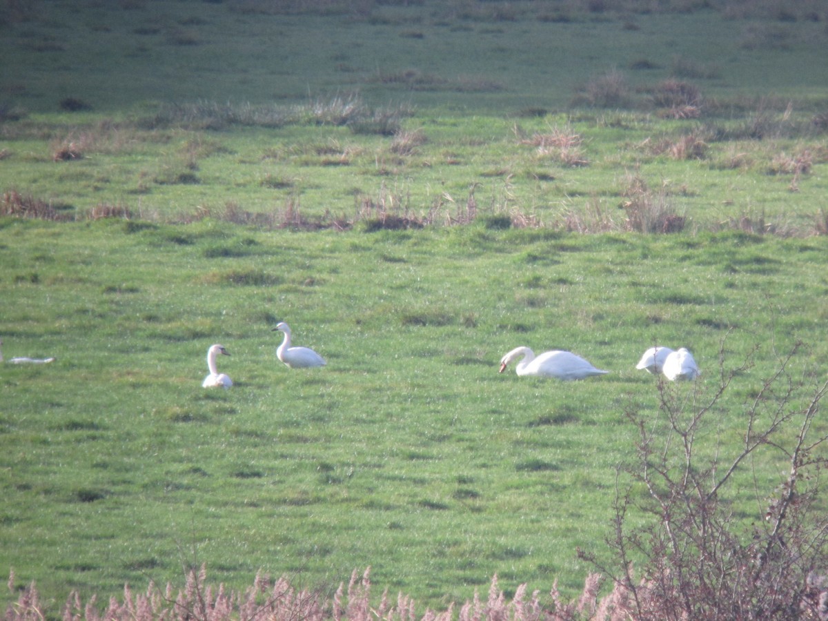 Tundra Swan - ML643202160