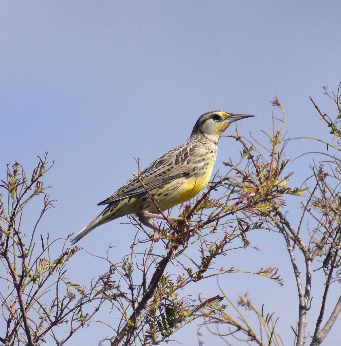 Western Meadowlark - ML643202165