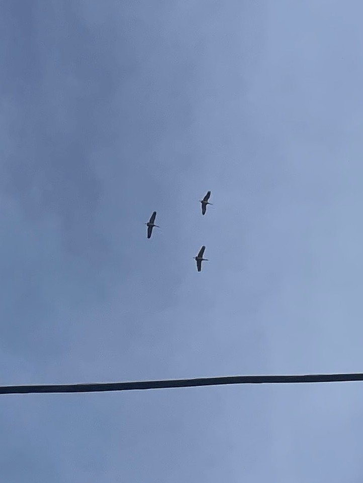 沙丘鶴 - ML643202171